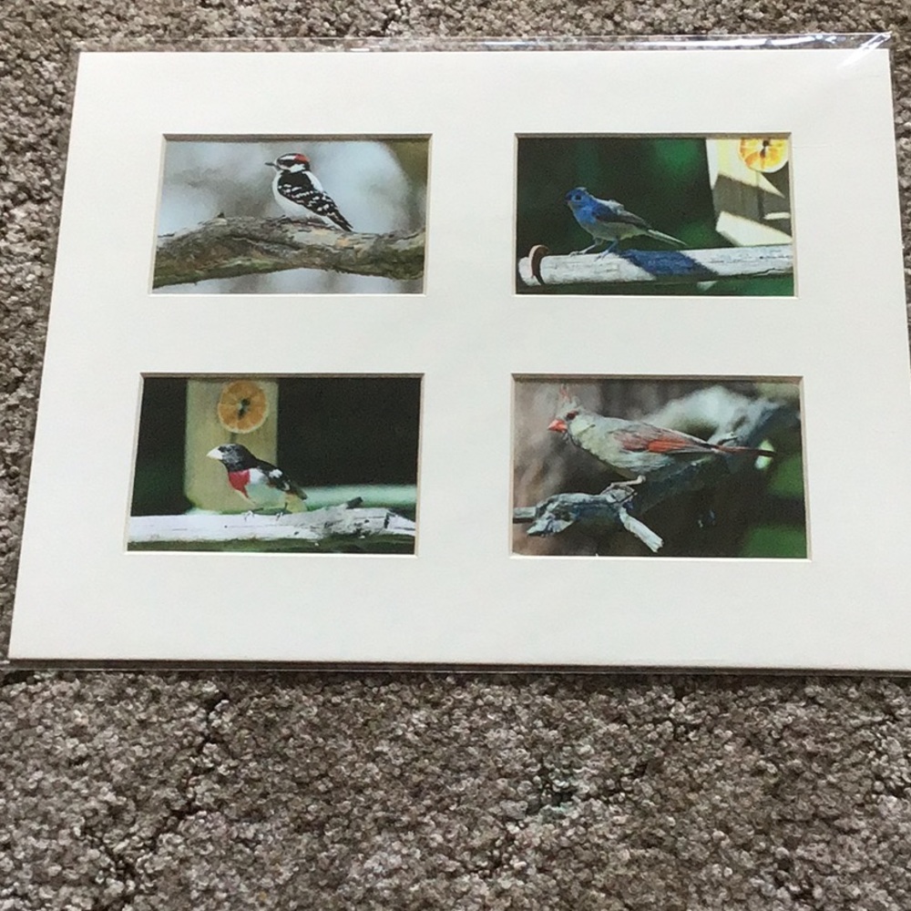 4 Bird Pictures in one Frame